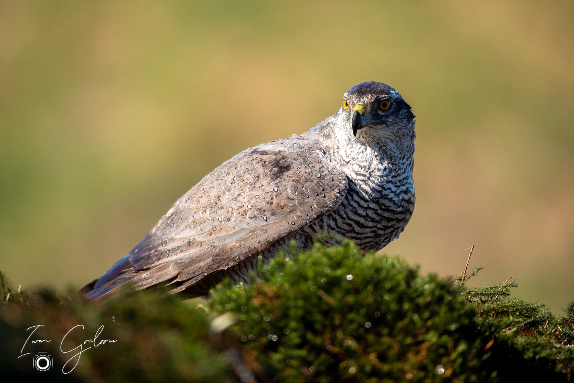 27 maart 2022 143611  5D44884